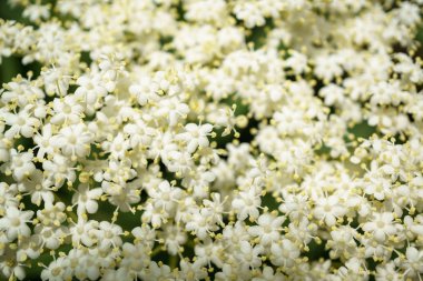 Siyah Elderberries çiçek kapatın, makro fotoğrafçılık, farklı açılardan, seçici odak, güneşli bir gün