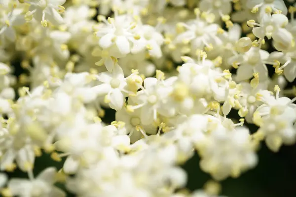 Siyah Elderberries çiçek kapatın, makro fotoğrafçılık, farklı açılardan, seçici odak, güneşli bir gün