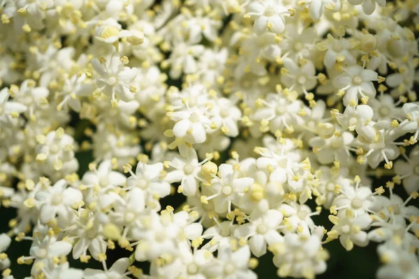 Siyah Elderberries çiçek kapatın, makro fotoğrafçılık, farklı açılardan, seçici odak, güneşli bir gün