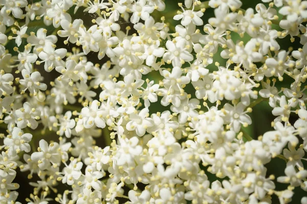 Flores Saúco Negro Cerca Macrofotografía Diferentes Ángulos Enfoque Selectivo Día — Foto de Stock