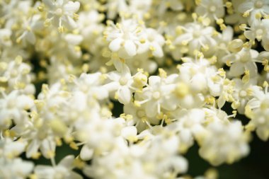 Siyah Elderberries çiçek kapatın, makro fotoğrafçılık, farklı açılardan, seçici odak, güneşli bir gün