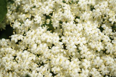 Siyah Elderberries çiçek kapatın, makro fotoğrafçılık, farklı açılardan, seçici odak, güneşli bir gün