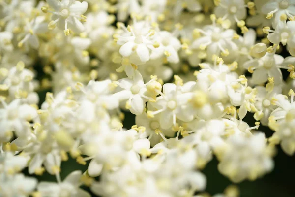 Siyah Elderberries çiçek kapatın, makro fotoğrafçılık, farklı açılardan, seçici odak, güneşli bir gün