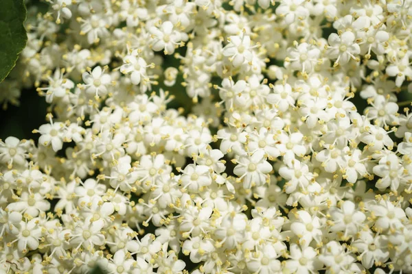 Flores Saúco Negro Cerca Macrofotografía Diferentes Ángulos Enfoque Selectivo Día — Foto de Stock