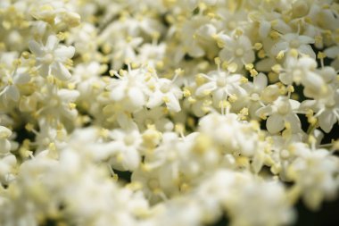 Siyah Elderberries çiçek kapatın, makro fotoğrafçılık, farklı açılardan, seçici odak, güneşli bir gün