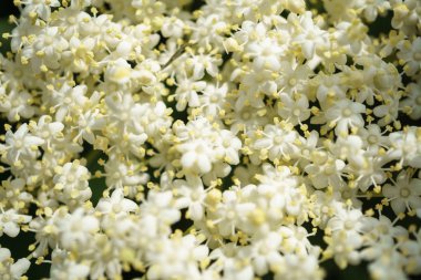 Siyah Elderberries çiçek kapatın, makro fotoğrafçılık, farklı açılardan, seçici odak, güneşli bir gün