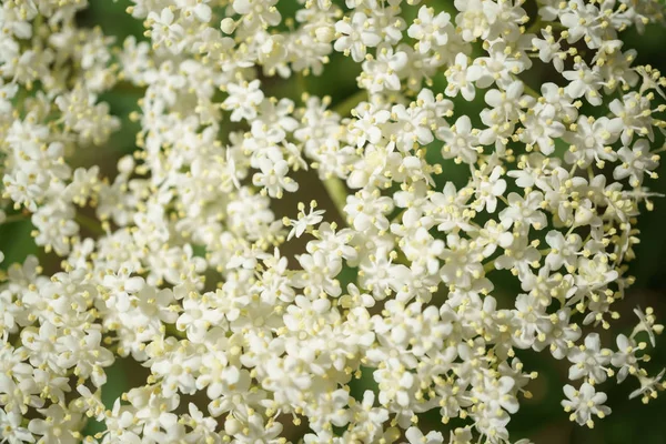 Siyah Elderberries çiçek kapatın, makro fotoğrafçılık, farklı açılardan, seçici odak, güneşli bir gün