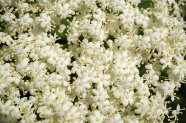 Siyah Elderberries çiçek kapatın, makro fotoğrafçılık, farklı açılardan, seçici odak, güneşli bir gün