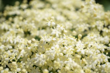 Siyah Elderberries çiçek kapatın, makro fotoğrafçılık, farklı açılardan, seçici odak, güneşli bir gün