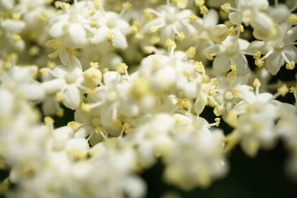 黒エルダーベリー花を閉じると マクロ撮影 な角度 選択と集中 晴れた日 — ストック写真