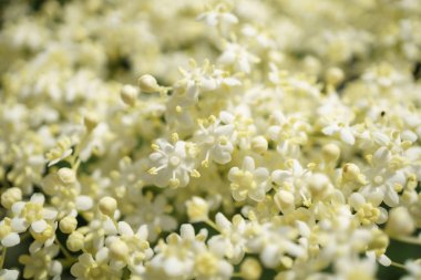 Siyah Elderberries çiçek kapatın, makro fotoğrafçılık, farklı açılardan, seçici odak, güneşli bir gün, temiz hava, farklı derinlik derinlik