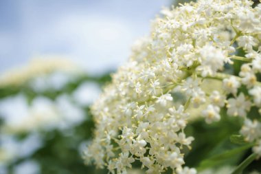 Siyah Elderberries çiçek kapatın, makro fotoğrafçılık, farklı açılardan, seçici odak, güneşli bir gün, temiz hava, farklı derinlik derinlik