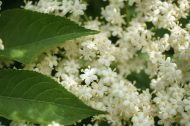 Siyah Elderberries çiçek kapatın, makro fotoğrafçılık, farklı açılardan, seçici odak, güneşli bir gün, temiz hava, farklı derinlik derinlik
