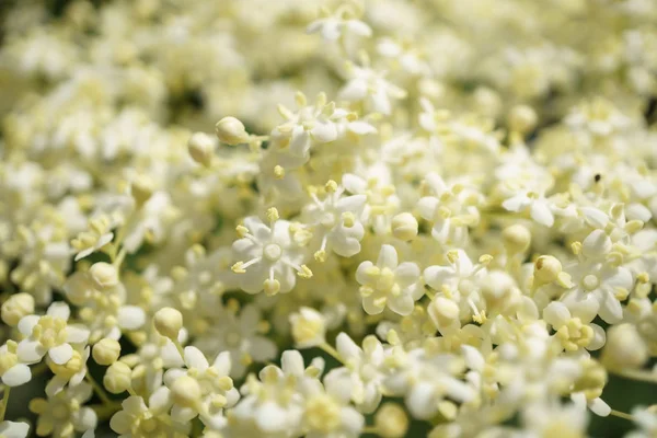 Siyah Elderberries çiçek kapatın, makro fotoğrafçılık, farklı açılardan, seçici odak, güneşli bir gün, temiz hava, farklı derinlik derinlik
