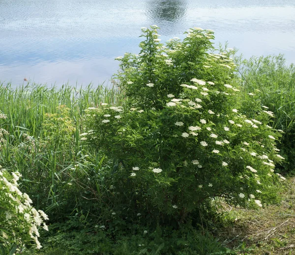 Svart Fläder Blommor Nära Olika Vinklar Solig Dag Selektivt Fokus Royaltyfria Stockfoton