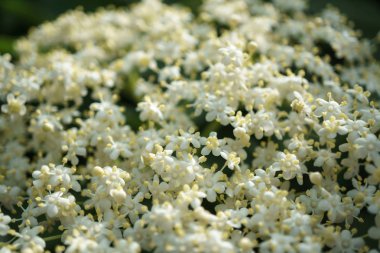 Siyah Elderberries çiçek kapatın, makro fotoğrafçılık, farklı açılardan, seçici odak, güneşli bir gün, temiz hava, farklı derinlik derinlik