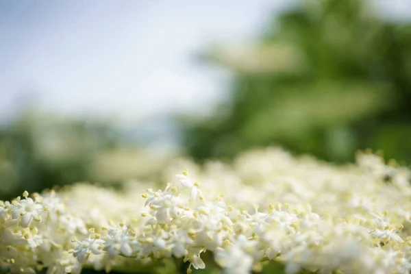 Siyah Elderberries çiçek kapatın, makro fotoğrafçılık, farklı açılardan, seçici odak, güneşli bir gün, temiz hava, farklı derinlik derinlik