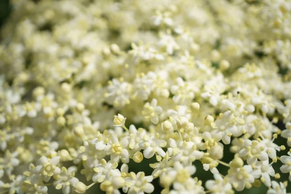 Flores Saúco Negro Cerca Macrofotografía Diferentes Ángulos Enfoque Selectivo Día — Foto de Stock