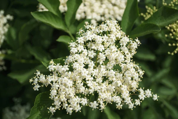 Fleurs Sureau Noir Proches Macro Photographie Angles Différents Mise Point — Photo