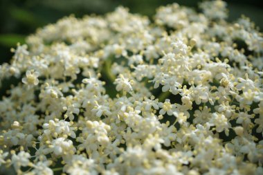 Siyah Elderberries çiçek kapatın, makro fotoğrafçılık, farklı açılardan, seçici odak, güneşli bir gün, temiz hava, farklı derinlik derinlik