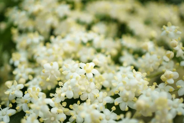 Siyah Elderberries çiçek kapatın, makro fotoğrafçılık, farklı açılardan, seçici odak, güneşli bir gün, temiz hava, farklı derinlik derinlik