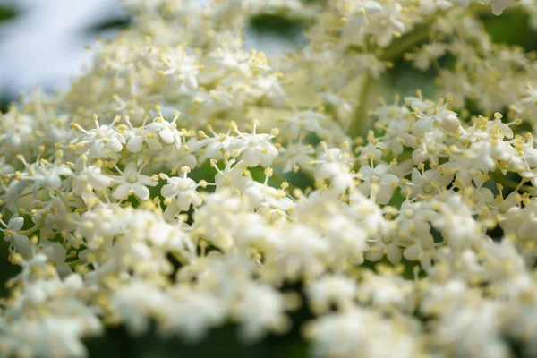 Siyah Elderberries çiçek kapatın, makro fotoğrafçılık, farklı açılardan, seçici odak, güneşli bir gün, temiz hava, farklı derinlik derinlik