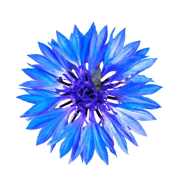 Cornflower Azul Isolado Sobre Fundo Branco Fotografado Luz Natural Profundidade Imagens Royalty-Free