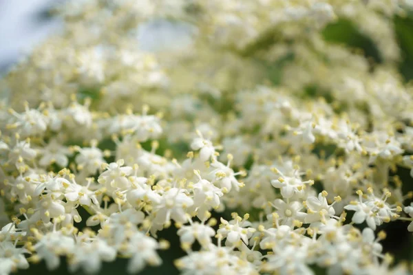 Black elder flowers — Stock Photo, Image