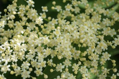 Siyah Elderberries çiçek kapatın, makro fotoğrafçılık, farklı açılardan, seçici odak, güneşli bir gün, temiz hava, farklı derinlik derinlik