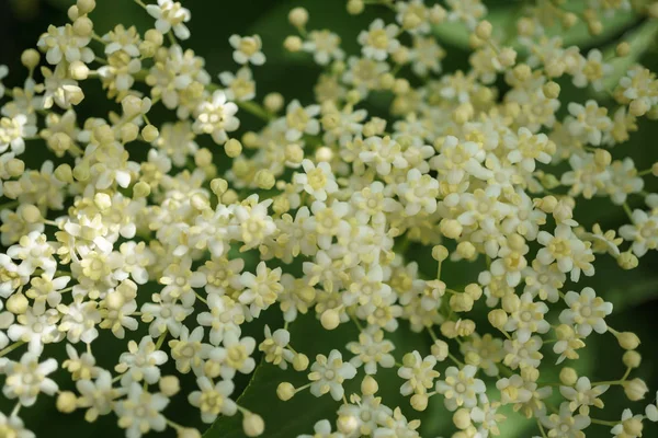 Siyah Elderberries çiçek kapatın, makro fotoğrafçılık, farklı açılardan, seçici odak, güneşli bir gün, temiz hava, farklı derinlik derinlik