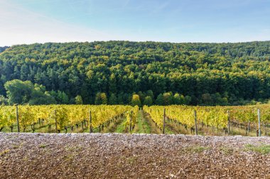 güneşli bir üzüm Bahçe. Almanya'da bağ. şarap hill
