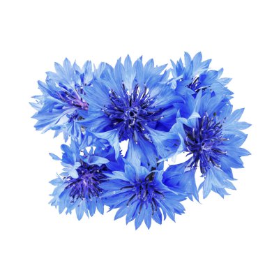 izole peygamberçiçeği mavi beyaz bir arka plan grubunda, alan, batc doğal ışık, seçici derinliğini fotoğrafı üzerinde