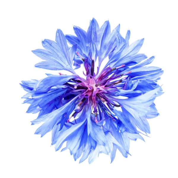 Elszigetelt Búzavirág Kék Fehér Háttéren Természetes Fény Szelektív Mélység Ból — Stock Fotó