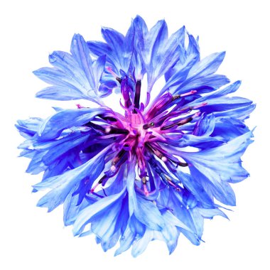 izole peygamberçiçeği mavi beyaz bir arka planda, fiel, doğal ışık, seçici derinlemesine fotoğrafı