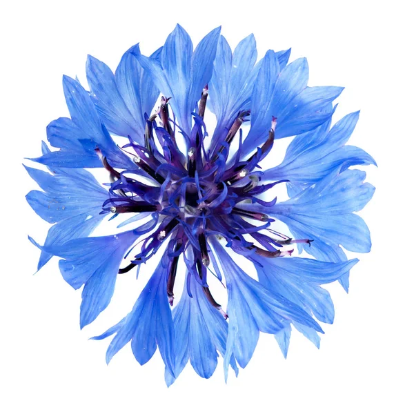 Cornflower Azul Isolado Sobre Fundo Branco Fotografado Luz Natural Profundidade Fotografia De Stock