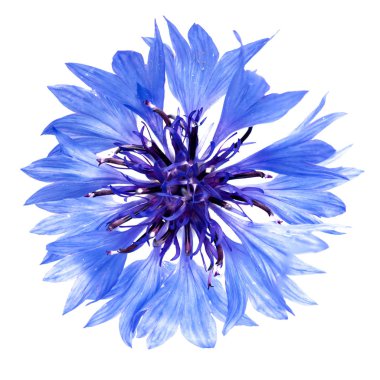 Mavi peygamber çiçeği kesip, fiel, doğal ışık, seçici derinlemesine fotoğraflandı beyaz bir arka plan üzerinde izole