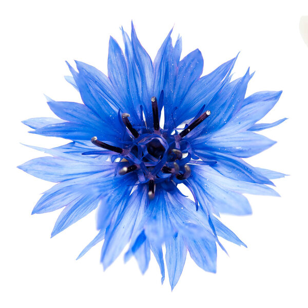 Blue cornflower cut out, isolated on a white background, photographed in natural light, selective depth of fiel