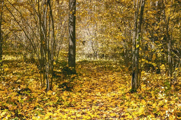 Las Hojas Amarillas Caen Otoño Forest Road Sendero Natural Del — Foto de Stock