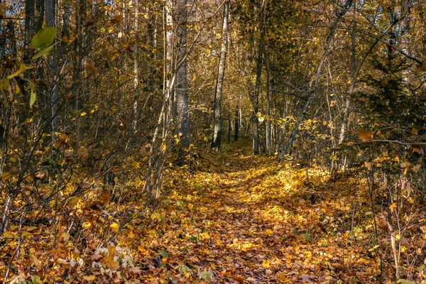 Las hojas amarillas caen al otoño — Foto de Stock