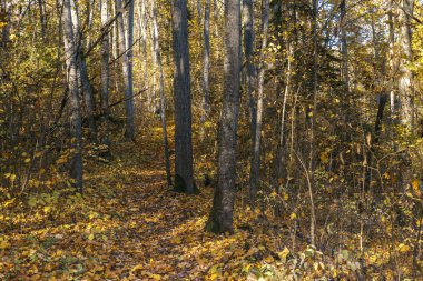 Sarı yapraklar geri dönmesine Güz. Orman yolu. doğa gezgin iz. Güneşli gün ormanda. Açık Hava yürür