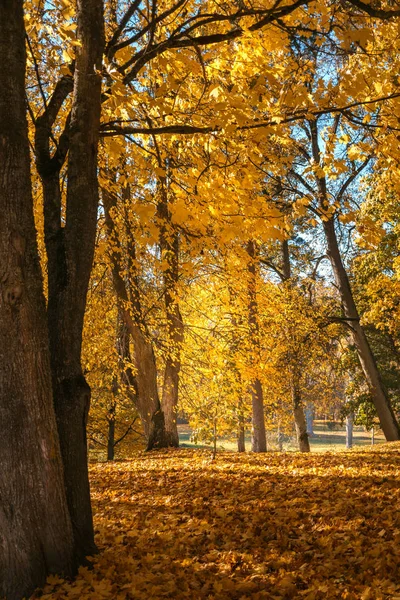 Las Hojas Amarillas Caen Otoño Forest Road Sendero Natural Del — Foto de Stock