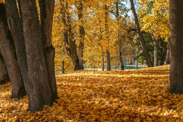 Las hojas amarillas caen al otoño — Foto de Stock