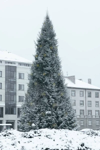 Spruce in the Christmas Town Square, cloudy day, snowfall, snowy field, trees and shrubs. There are snowy houses and a street in the background