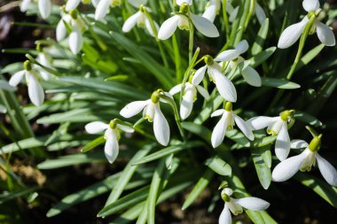 kardelen yukarıdan görünüm