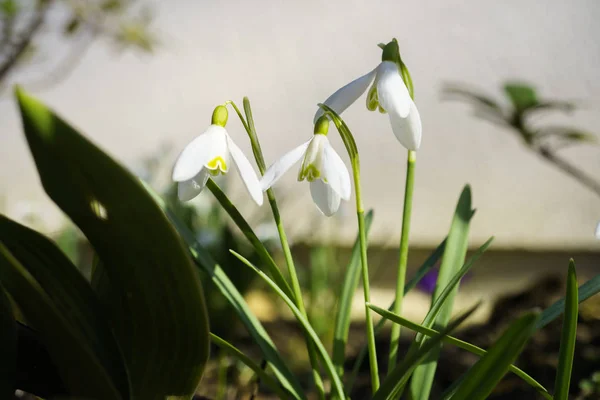 Flores de copo de nieve . — Foto de Stock