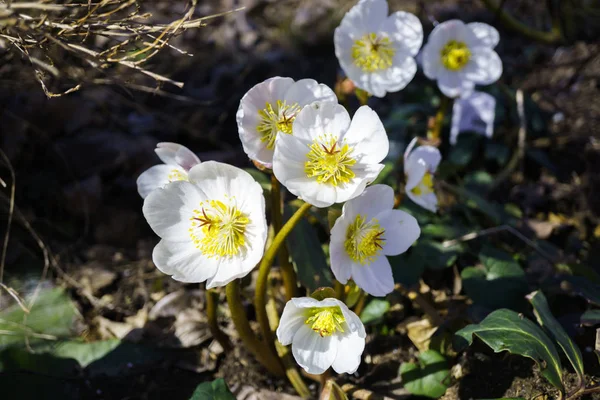 Navidad rosa en el sol de primavera — Foto de Stock