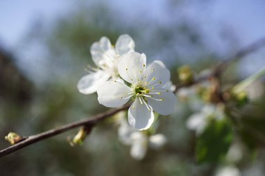 Güneşli bir günde berry bahçesinde Kiraz çiçekleri