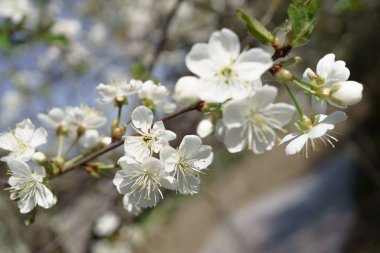 Güneşli bir günde berry bahçesinde Kiraz çiçekleri