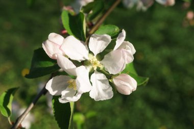 güneşli bahçede çiçek açan elma ağacı çiçekleri