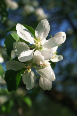 güneşli bahçede çiçek açan elma ağacı çiçekleri